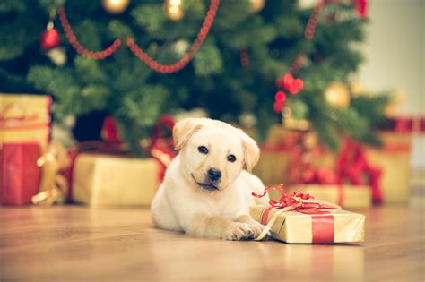 Christmas Tree Puppy Safety