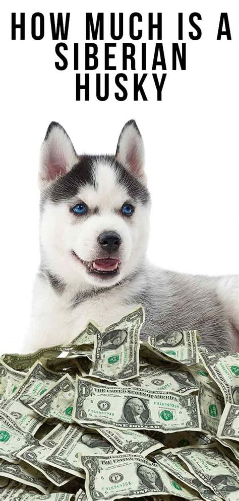 The cost of your puppies vaccinations will vary depending on what type of dog breed they are; How Much Is a Siberian Husky to Buy and to Raise?
