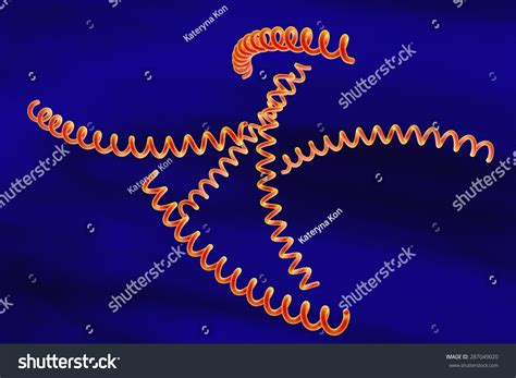 Microscopic Illustration Treponema Pallidum Bacterium Which ภาพประกอบ