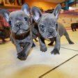 French bulldog puppies for sale and stud services. Puppies For Sale In Ga, Local Georgia Breeders Atlanta ...