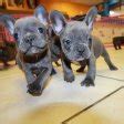Browse thru our id verified puppy for sale listings to find your perfect puppy in your area. Puppies For Sale In Ga, Local Georgia Breeders Atlanta ...