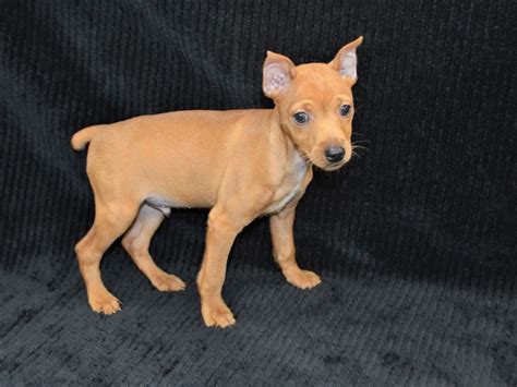 Miniature Pinscher Dog Male Red 3322400 Petland Dunwoody