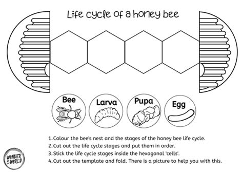 Honey Bee Life Cycle Foldable Science Craft Activity Teaching Resources Honey Bee Life Cycle