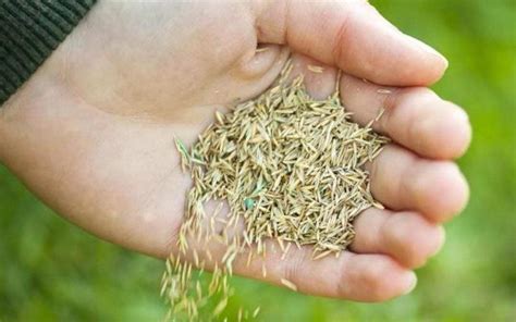 How To Grow Grass Seed Quickly Easily And Successfully