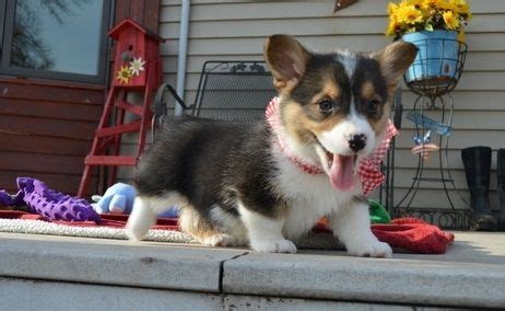 See puppy pictures, health information and reviews. Pembroke Welsh Corgi Puppies For Sale | Tallahassee, FL ...