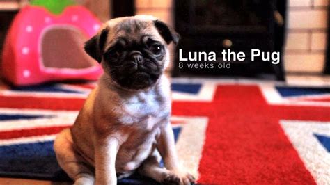Pug Puppy Playing Luna 8 Weeks Old Youtube