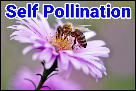 Self Pollination Types Advantages And Disadvantages