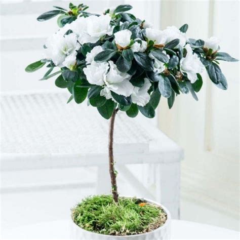 Luxury White Flowering Indoor Azalea Tree With White Dislay Pot