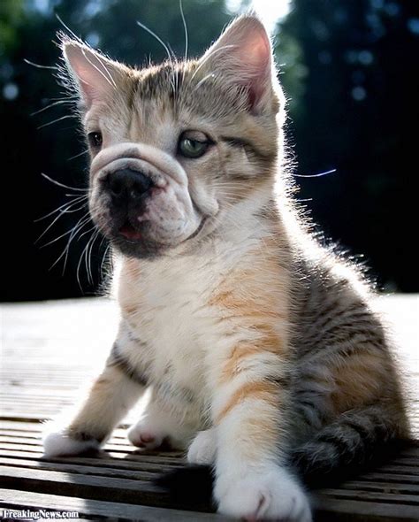 Here Is What Happens When You Mix Up Cat And Dog Together Animal