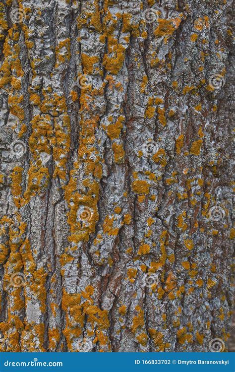 Poplar Tree Bark Covered With Beautiful Yellow Moss Stock Photo Image