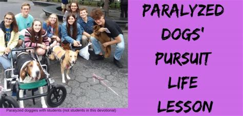 Paralyzed Dogs Pursuit Life Lesson