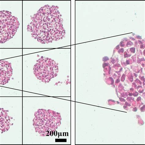 General Characteristics Of Tumor Spheres Formed From Multiple Cell