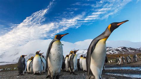 Penguins Following Leader penguins wallpapers, hd-wallpapers, birds wallpapers, animals ...