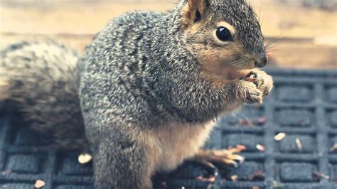 Squirrel Eating Peanuts Youtube