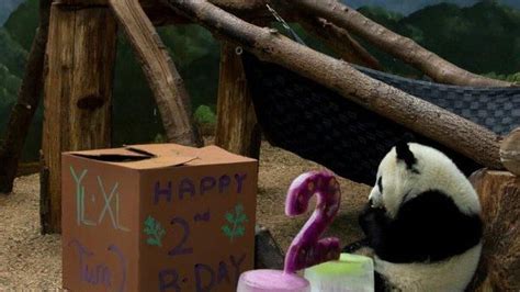 Giant Birthday Celebration For The Only Giant Panda Twins In The Us
