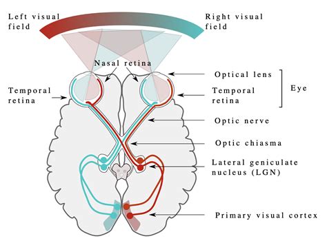 The Optic Nerve Cn Ii Cranial Nerve Ii Geeky Medics