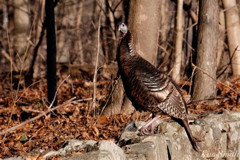 Wild Turkeys Massachusetts 7 Copyright Kim Smith Kim Smith Films