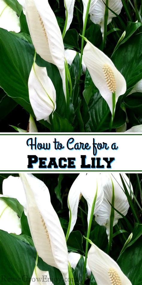 5 Tips How To Care For A Peace Lily Plant Reuse Grow Enjoy Lily