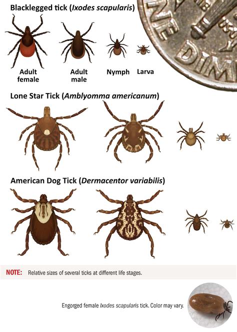 Are Brown Dog Ticks Dangerous To Dogs