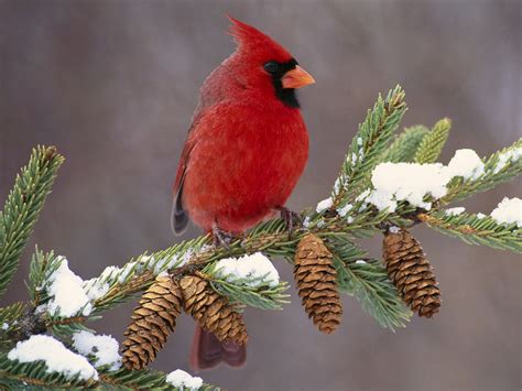 42 Cardinal Birds In Snow Wallpaper