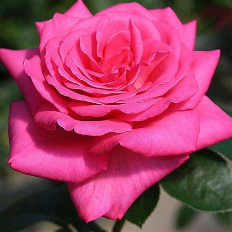 Trees And Shrubs Trees To Plant Beautiful Roses Beautiful Flowers