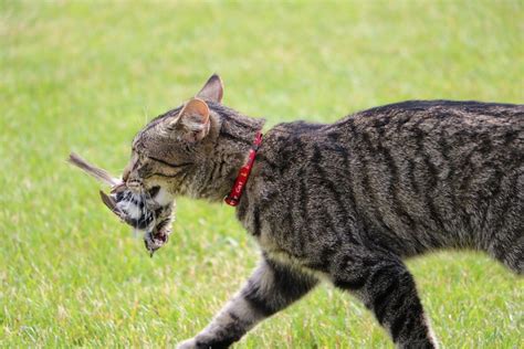 How Can I Stop My Cat Hunting Wildlife Discover Wildlife