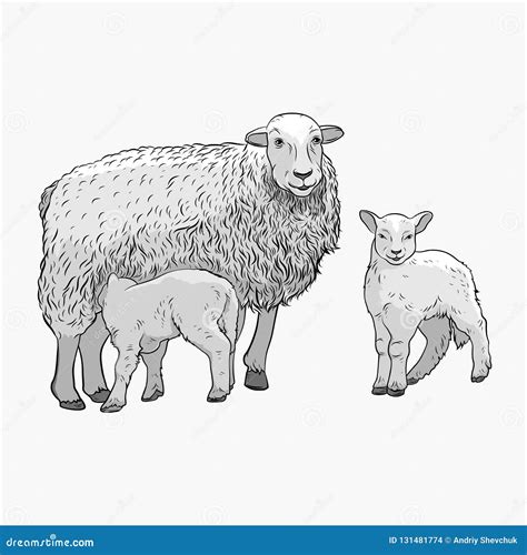 Sheep With Two Lambs The Sheep Feeds The Lamb Stock Vector