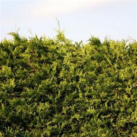 The Best Type Of Evergreen Privacy Hedge Hunker Cedar Hedge