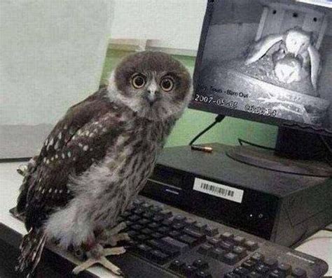 Owl Watching Owl Porn Meme Guy