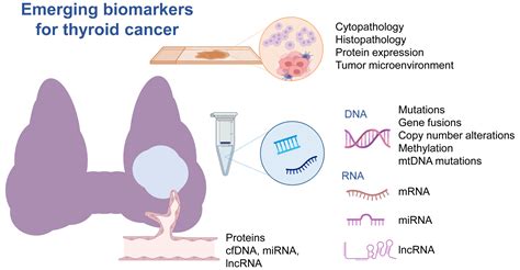 Cancers Free Full Text Emerging Biomarkers In Thyroid Practice And