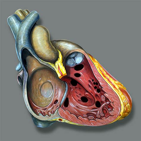 If you suffer from heart issues, talk with your doctor about whether you should sleep on your right or left side. View of the right side of the heart with numerous ...