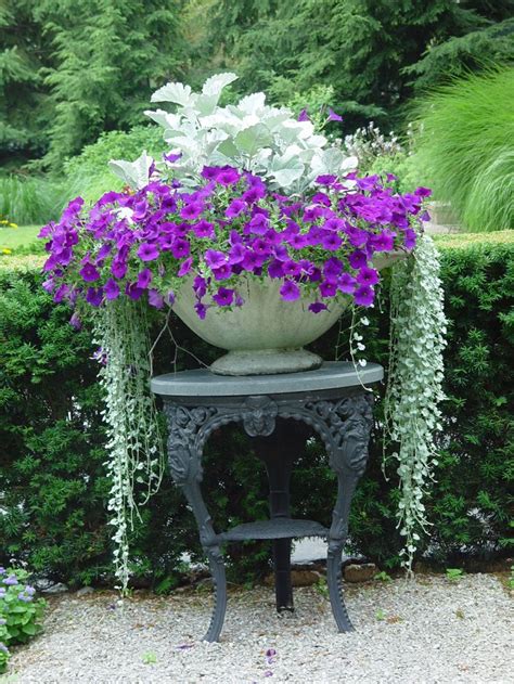 1715 Best Container Gardening Ideas Images On Pinterest Agapanthus In