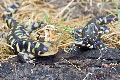 California Tiger Salamander Institute Of The Environment And