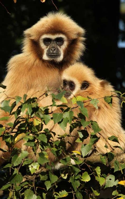 Monkeys life with natural view, baby monkey life in angkor, real life of baby monkey, monkey camp part 548 welcome to all. life_cycle_monkeys | Monkey Facts and Information