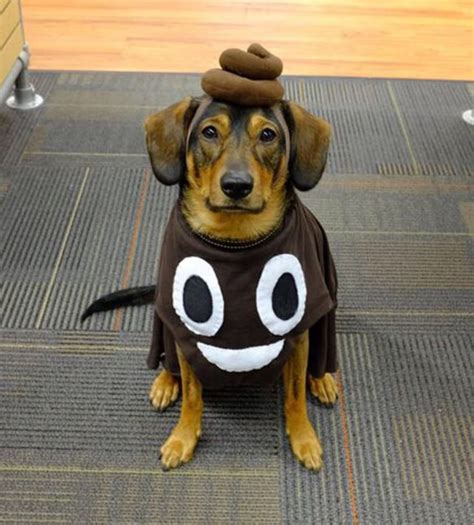 Diy Dog Costumes For Big Dogs Up Forever