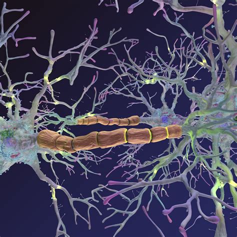 Neurons Synapses Myelin C4d