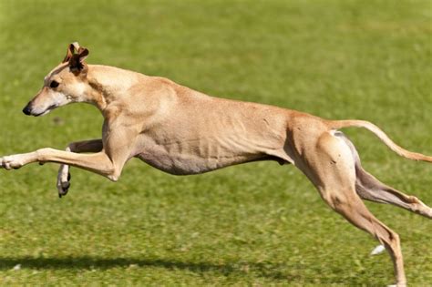 The 10 Fastest Dog Breeds Animals