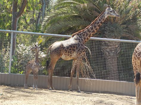 San Diego Zoo Giraffe 5 By Blah1200 On Deviantart