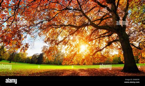 Beautiful Oak Tree On A Lawn With The Setting Autumn Sun Shining Stock