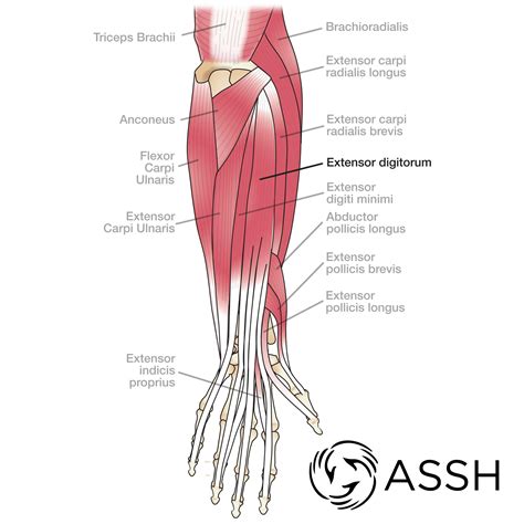 Some of the more common ones are Body Anatomy: Upper Extremity Tendons | The Hand Society