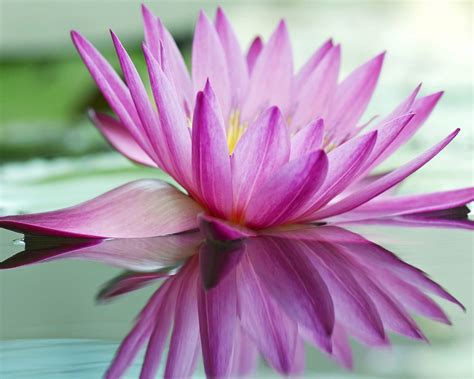 Pink Lotus Flower Hd Wallpapers For Mobile Phones And Laptops 3840x2400