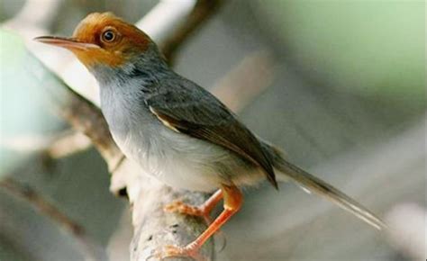 Burung flamboyan ini termasuk burung. Download Suara Prenjak Betina untuk Pikatan atau Masteran | Betina, Burung, Suara