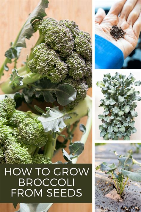 How To Grow Broccoli From Seeds Growing Broccoli Broccoli Broccoli