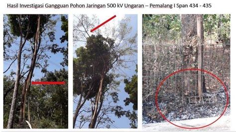 Pln (persero) menyebut gangguan listrik terjadi di beberapa daerah dki jakarta dan sekitarnya. Mengenal Pohon Sengon, yang Dituduh Jadi Penyebab Listrik ...
