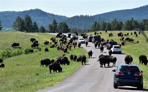 10 Reasons To Visit Custer State Park In South Dakota Dang Travelers