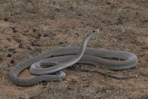 Which Snake Is Africas Deadliest Africa Geographic