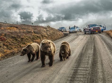 Bears In Road National Geographic Bear Images National Geographic