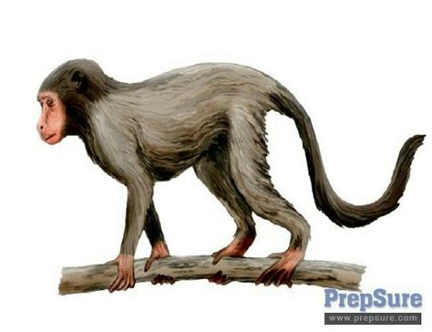 Apidium Phiomense Prehistoric Animals Creature Picture Primates