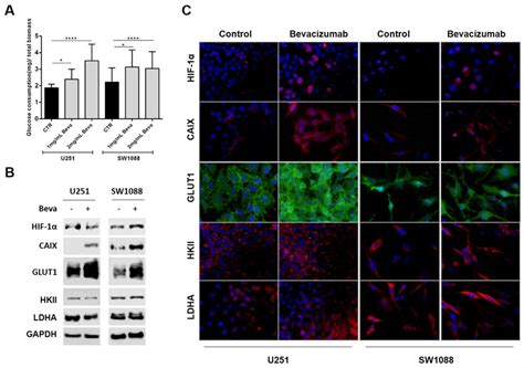 Effect Of Bevacizumab Treatment On Glucose Metabolism Of Gbm Cells A