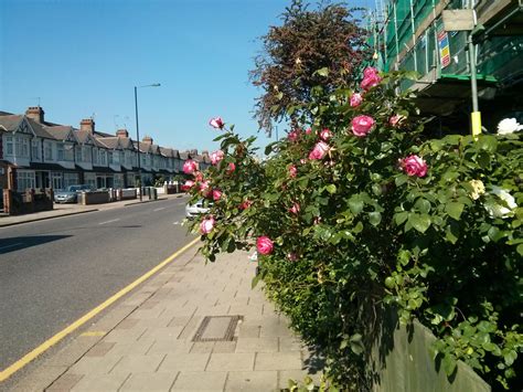 Free Images Flowers Street Roses Pink Green City Sidewalk